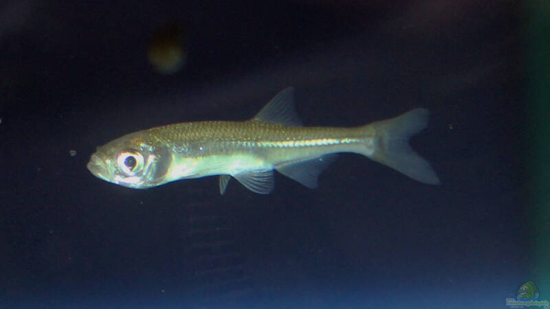 Fische im Gartenteich – Welche Arten passen in den naturnahen Teich?