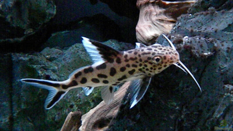 Kuckuckswelse aus dem Tanganjikasee: Brutparasitismus im Aquarium