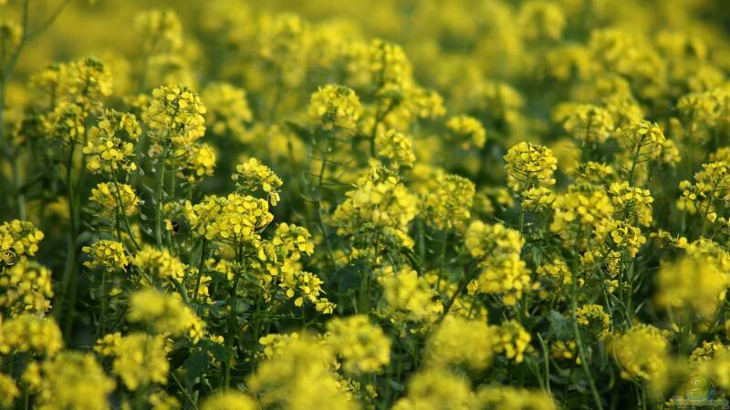 Gründüngung im Frühling: Die Vorteile für deinen Garten