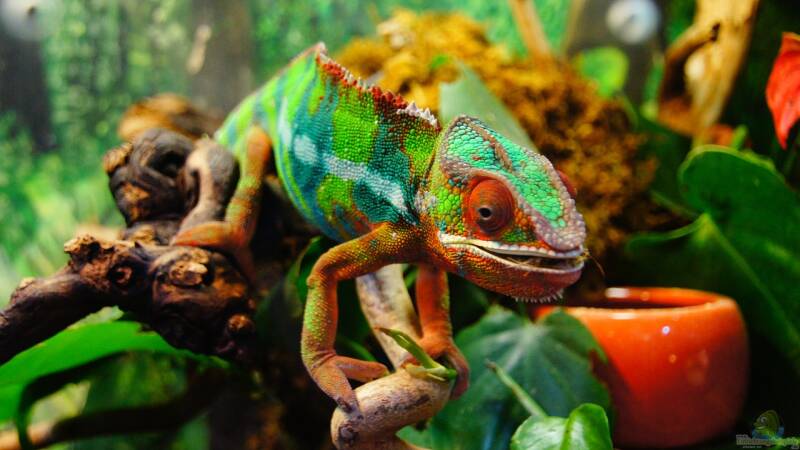 Das Terrarium stinkt: Unangenehme Gerüche vermeiden