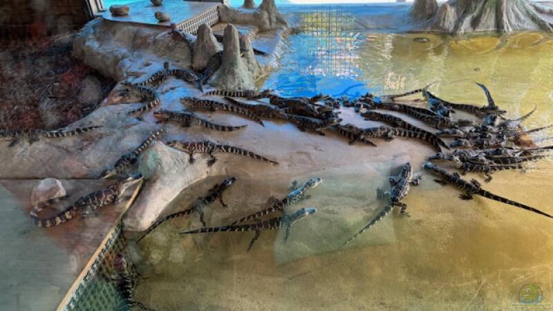 Gatorland in Florida – Ein Paradies für Reptilienfans