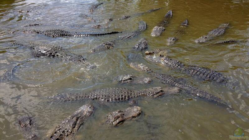 Gatorland in Florida – Ein Paradies für Reptilienfans