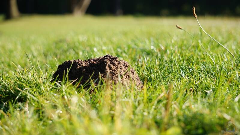 Maulwurfshügel entfernen: Ein Schaden für den Maulwurf?