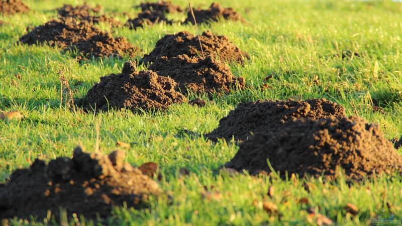 Maulwurfshügel entfernen: Ein Schaden für den Maulwurf?