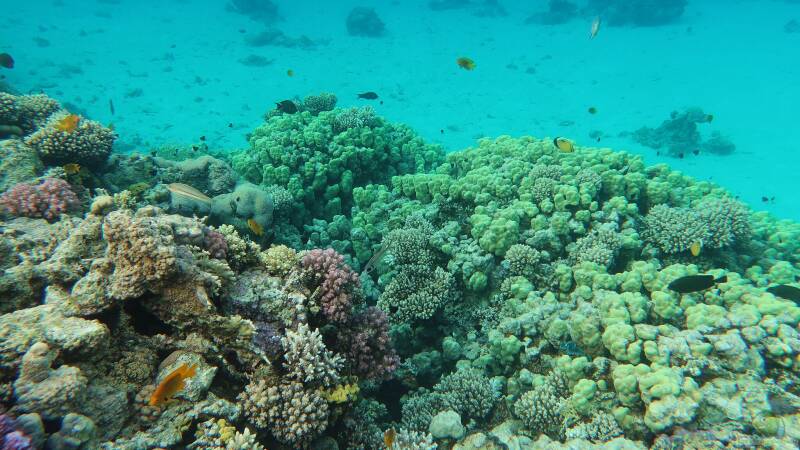 Blumentiere – faszinierende Nesseltiere mit pflanzenähnlichem Erscheinungsbild