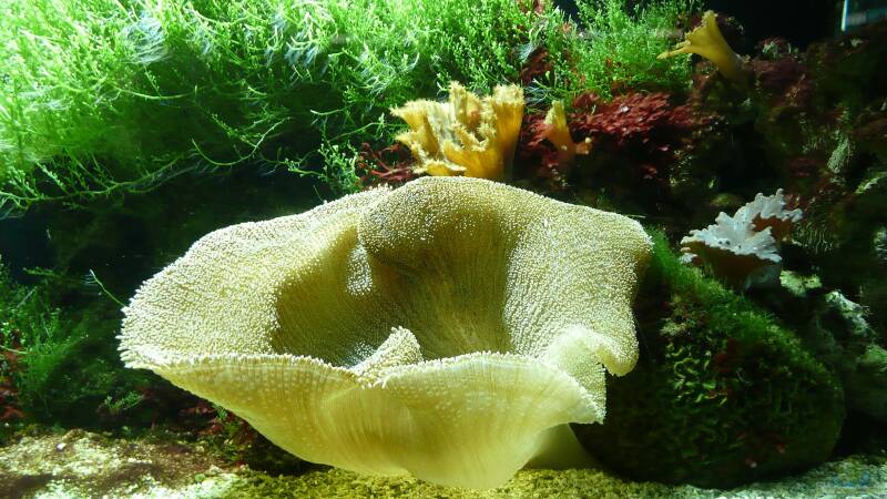 Blumentiere – faszinierende Nesseltiere mit pflanzenähnlichem Erscheinungsbild