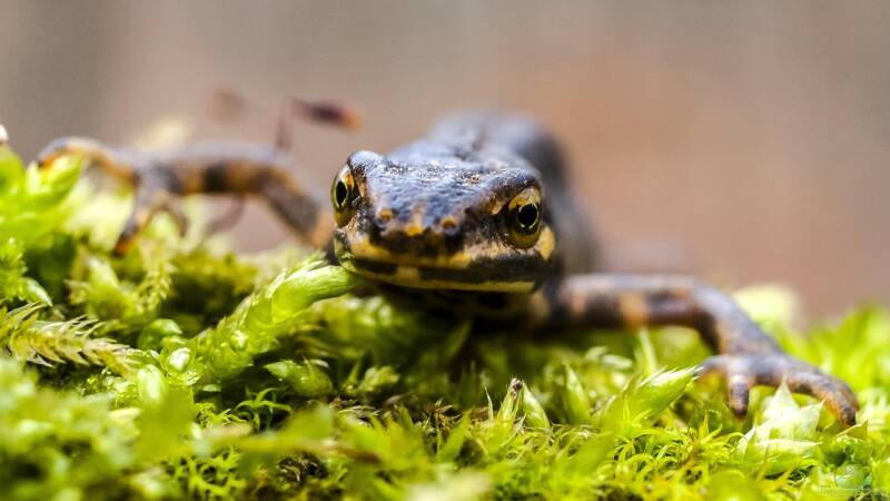 Frosch, Kröte oder Molch? Amphibienlaich im Gartenteich unterscheiden