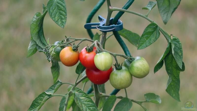Hybride und Naturhybride 