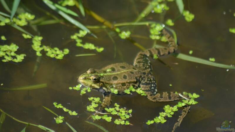 Brunnenkresse - Schärfe aus klarem Wasser