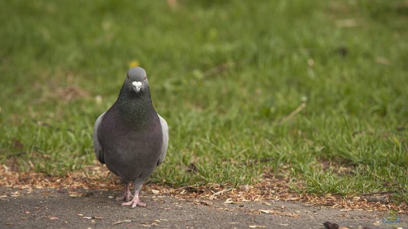 Tauben im Garten: Probleme erkennen und wirksame Maßnahmen ergreifen