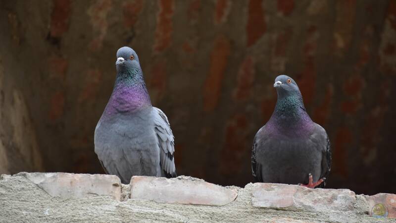 Tauben im Garten: Probleme erkennen und wirksame Maßnahmen ergreifen