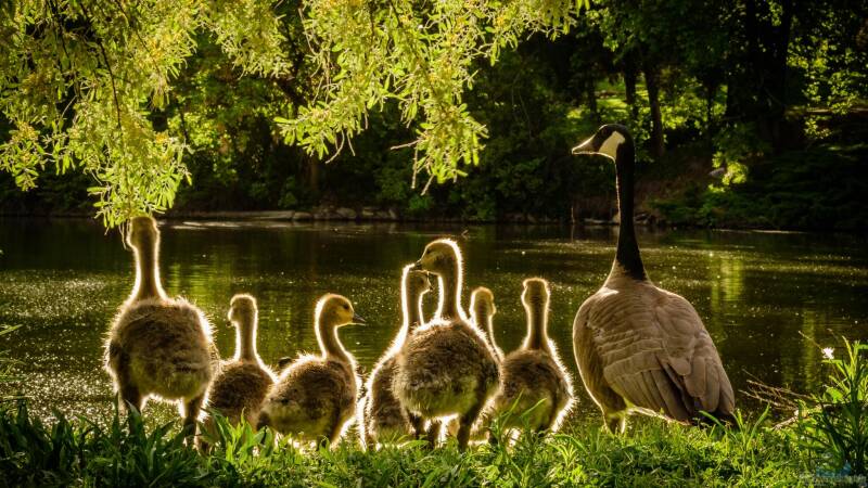 Naturteichbewohner: Abwarten oder Nachhelfen?