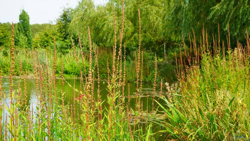 Naturteichbewohner: Abwarten oder Nachhelfen?