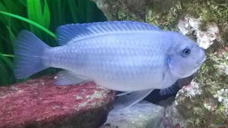 Aquarium Grundlagenwissen
