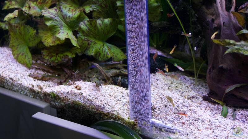 Wie oft sollte ich mein Aquarium reinigen und wie mache ich das am besten?