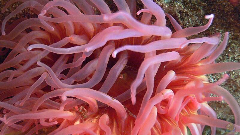 Meerwasseraquaristik: Haltung & Pflege von Anemonen