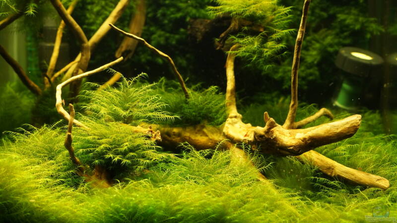 Welche Aquariumpflanzen sind für den Vordergrund am besten?