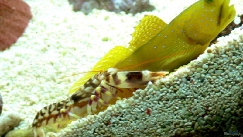 Wildwest im Aquarium: Pistolenkrebse sind bei Aquarianern beliebt