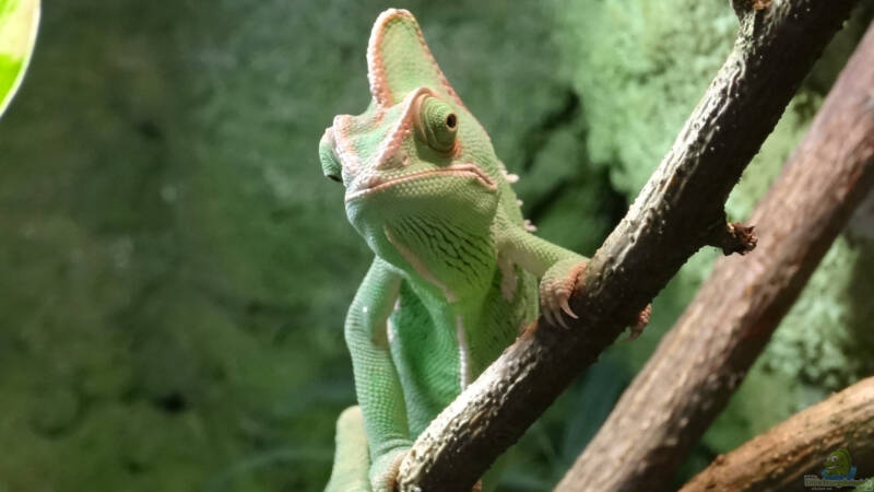 Die Bedeutung der richtigen Temperatur und Luftfeuchtigkeit im Terrarium