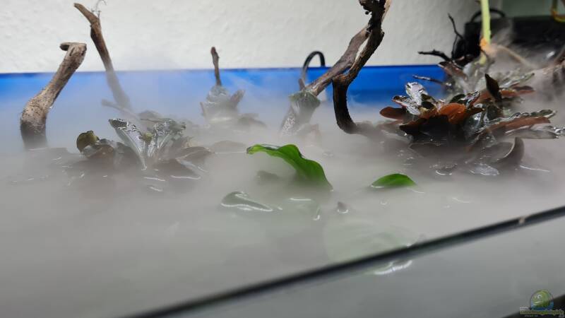 Der Ultimative Leitfaden: Welcher Luftbefeuchter ist der Beste für dein Terrarium?