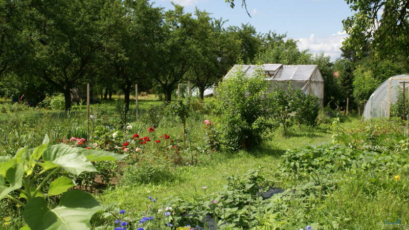 Das Idyll Schrebergarten: Mit eigenem Gartenteich?