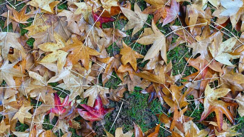 Für die Freude im Frühling: Welche Maßnahmen sollten im Herbst ergriffen werden?