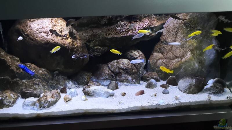 Was macht ein Malawiaquarium besonders?