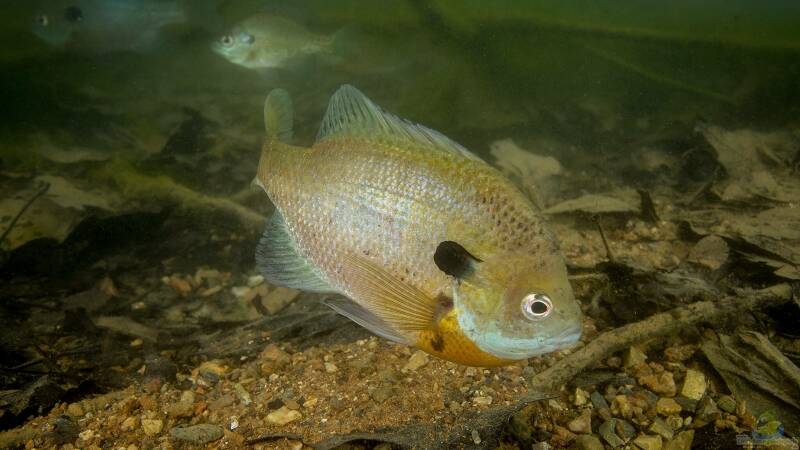 Invasive Arten: Darum sind sie so gefährlich für die heimische Flora und Fauna