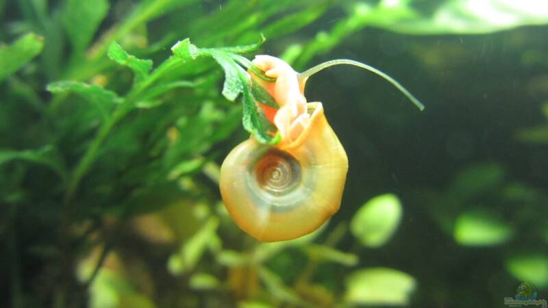 Wie verschickt man Aquarium-Schnecken?