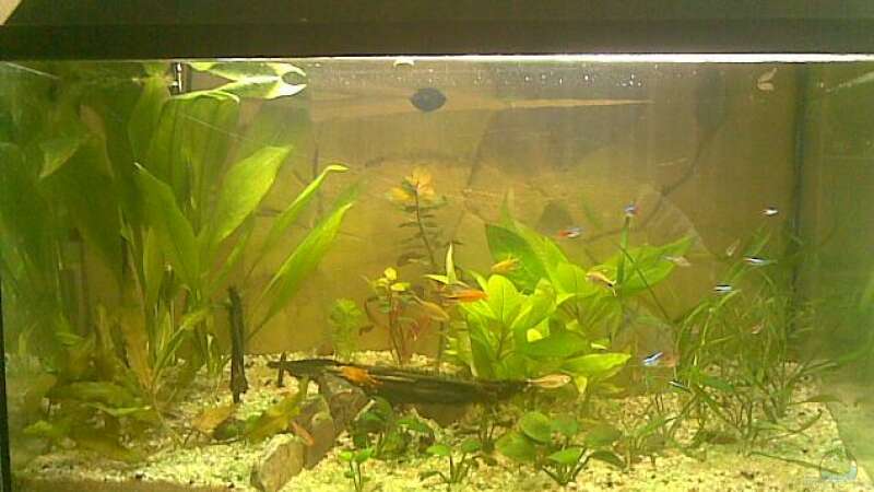 60 L Becken