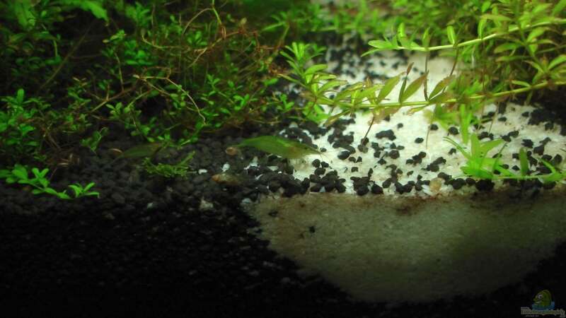 Aquarien mit Caridina cf. babaulti (Grüne Zwerggarnele)