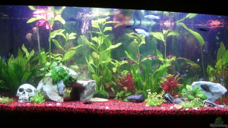 Aquarium Hauptansicht von Becken 10256