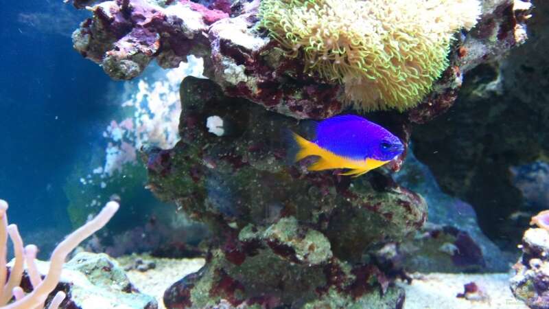 Aquarien mit Chrysiptera hemicyanea (Arzur-Riffbarsch)