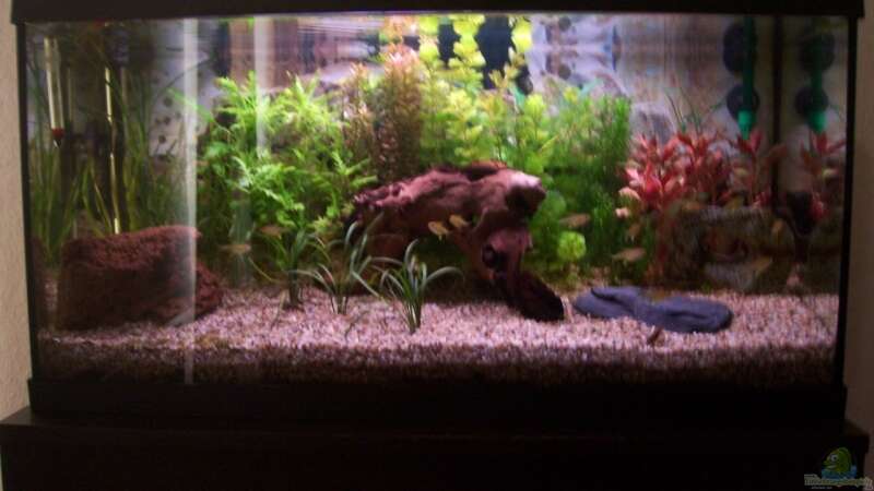 Aquarium Hauptansicht von Becken 11121