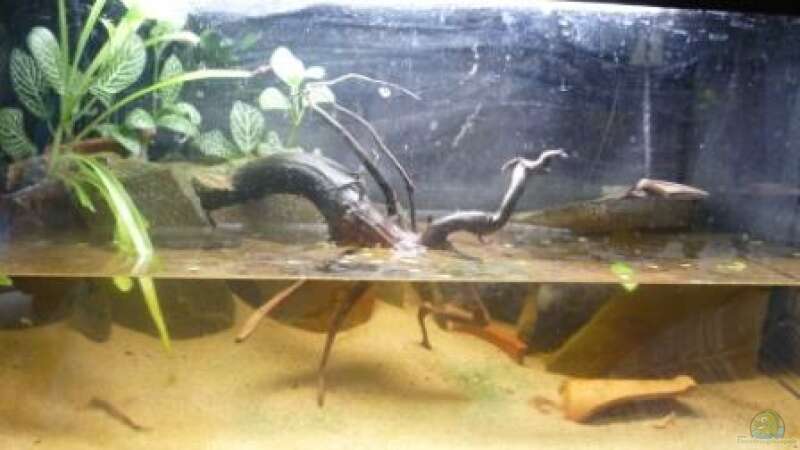 Aquarium Hauptansicht von So nicht mehr vorhanden