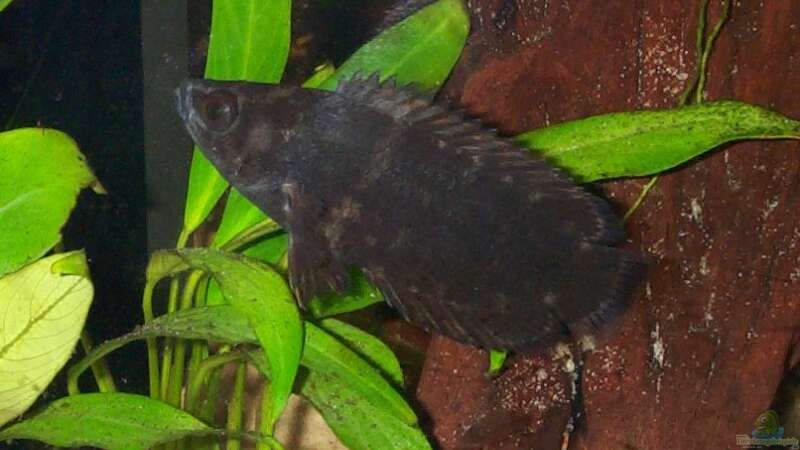 Ctenopoma im Aquarium halten (Einrichtungsbeispiele mit Ctenopoma-Arten)