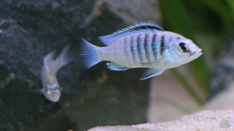 Einrichtungsbeispiele für Labidochromis chisumulae
