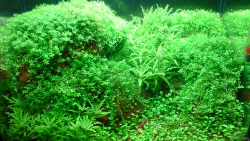 Green Reef