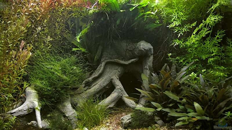 Aquarium 46 Tage nach der Einrichtung