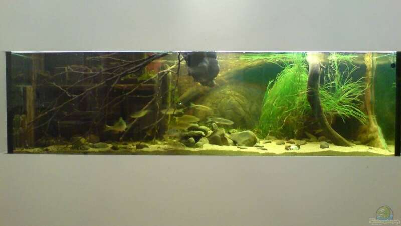 Aquarium Hauptansicht von Becken 12154