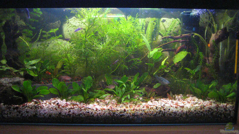 Aquarium Hauptansicht von Becken 1334