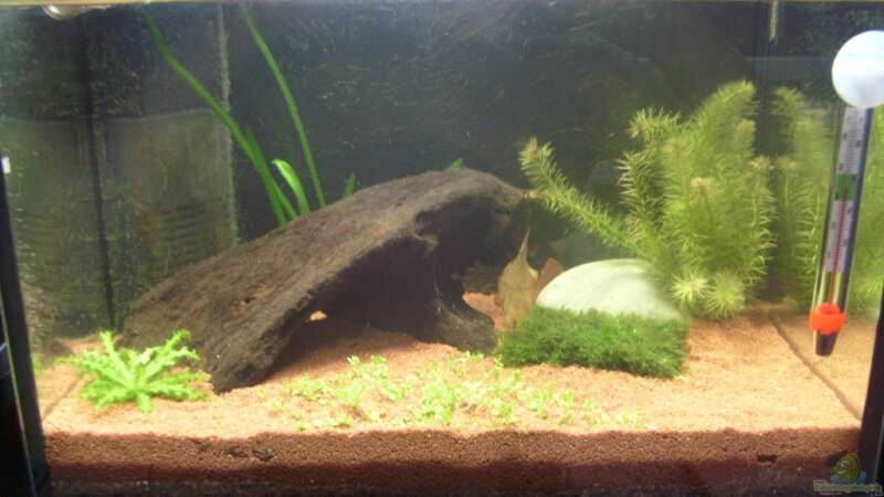 Mein Minibecken