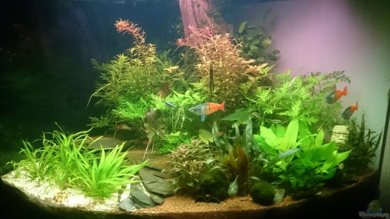 Aquarium Hauptansicht von Samarai