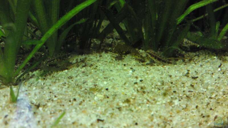 Pelvicachromis im Aquarium halten (Einrichtungsbeispiele für Pelvicachromis-Arten)