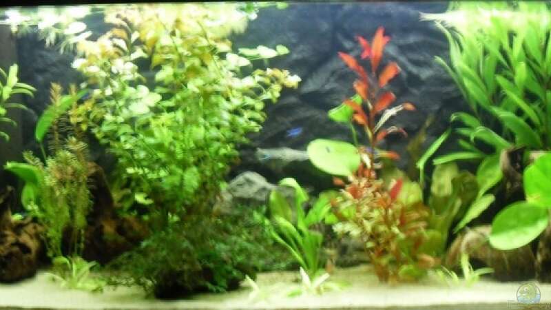 Aquarium Hauptansicht von Südamerika 160L