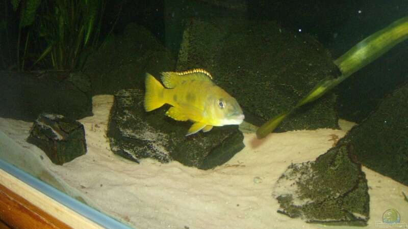 Einrichtungsbeispiele mit Exochochromis anagenys