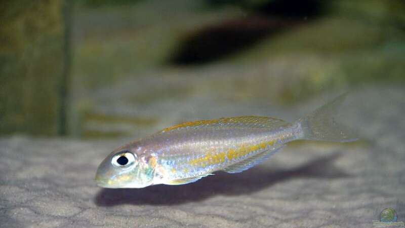 Einrichtungsbeispiele für Aquarien mit Xenotilapia-Arten
