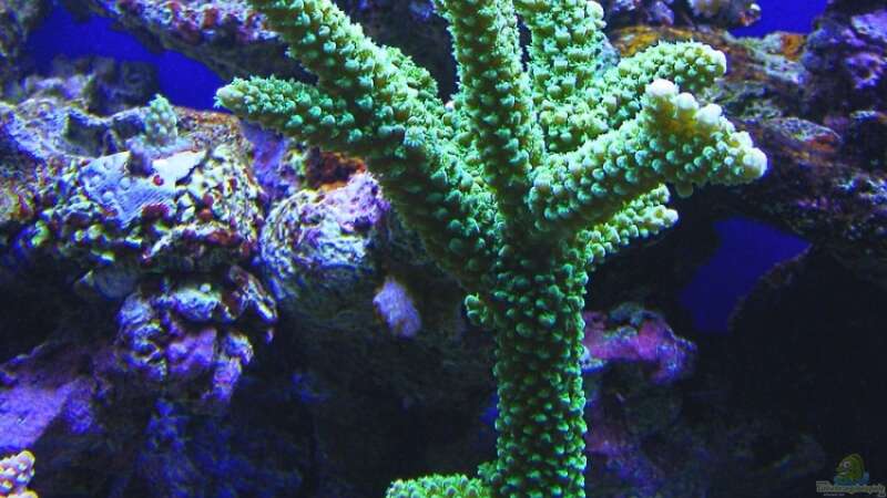 Acropora tumida im Aquarium halten (Einrichtungsbeispiele für Enzmann-Acropora)