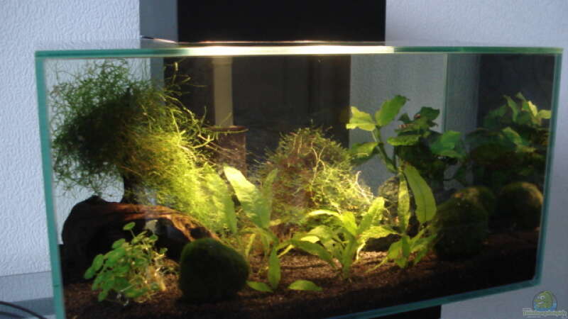 Aquarium Hauptansicht von Fluval Edge Black Bee