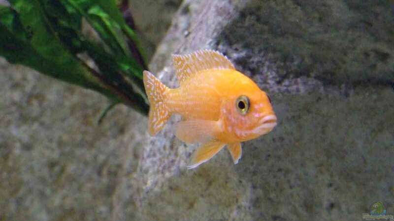Aulonocara Firefish im Aquarium (Einrichtungsbeispiele mit Fire Fisch)